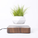 Magnetic levitation Floating air Bonsai