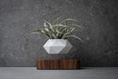 Magnetic levitation Floating air Bonsai