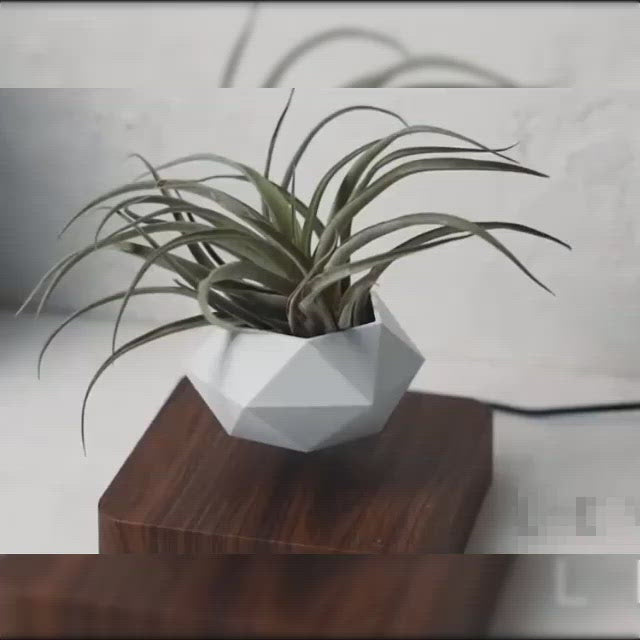 Magnetic levitation Floating air Bonsai