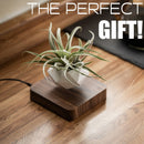 Magnetic levitation Floating air Bonsai