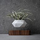 Magnetic levitation Floating air Bonsai